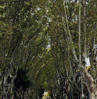II Vicente Lopez: La Catedral de plátanos.